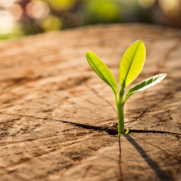 Small seedling plant growing from the center of a tree stump.